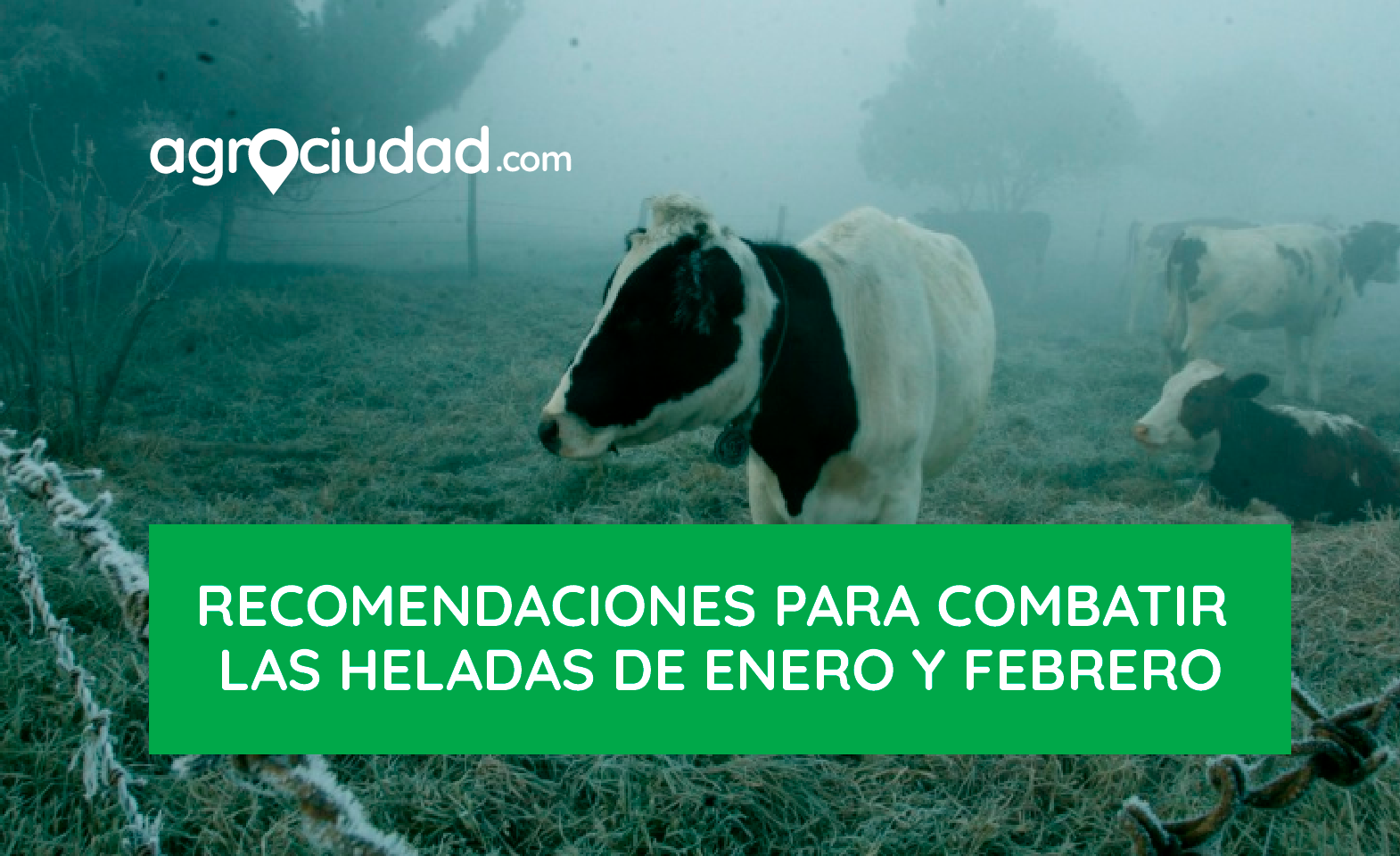 Recomendaciones Para Combatir Las Heladas De Enero Y Febrero