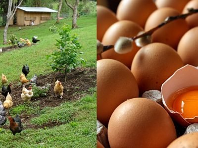 Huevos Criollos Ecologicos